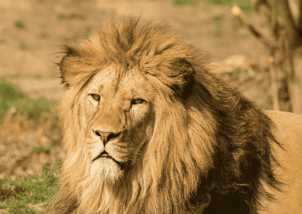 Safari Dvůr Králové